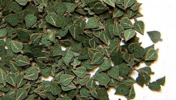 1/35 Green leaves-birch