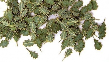 1/35 Green leaves – oak